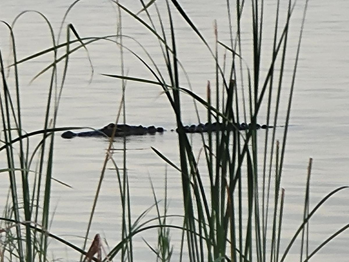 Camp St. Cabanas Unit 3 On Lake Dora 타바레스 외부 사진